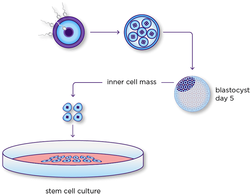 Stem Cell 101 - Institute for Stem Cell & Regenerative Medicine