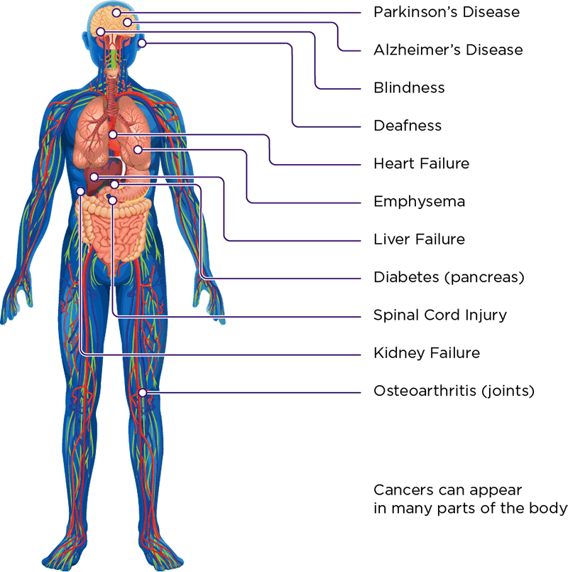 Stem Cell 101 - Institute for Stem Cell & Regenerative Medicine